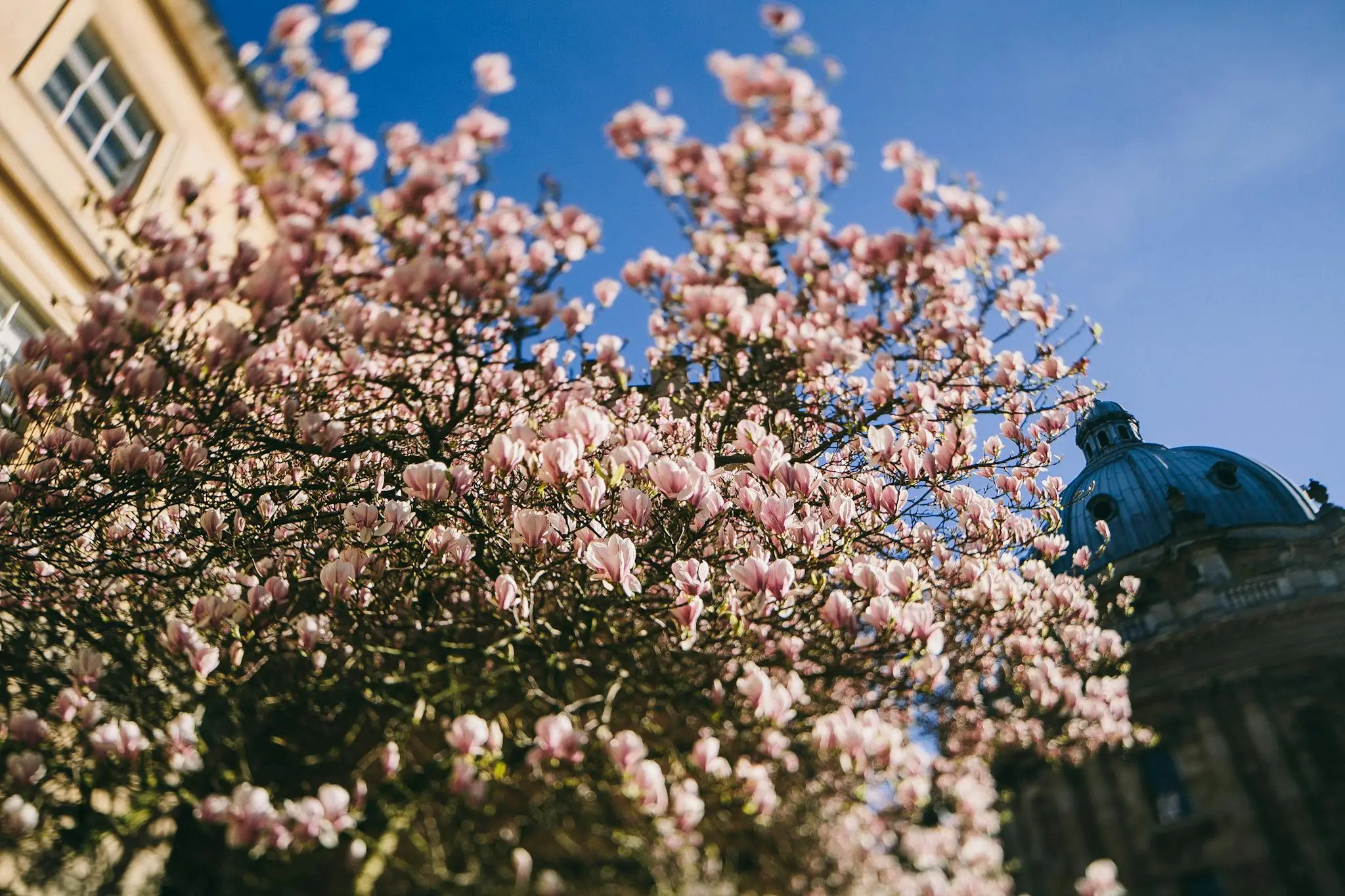 Magnolia blossoms in bloom beside a historic Georgia building